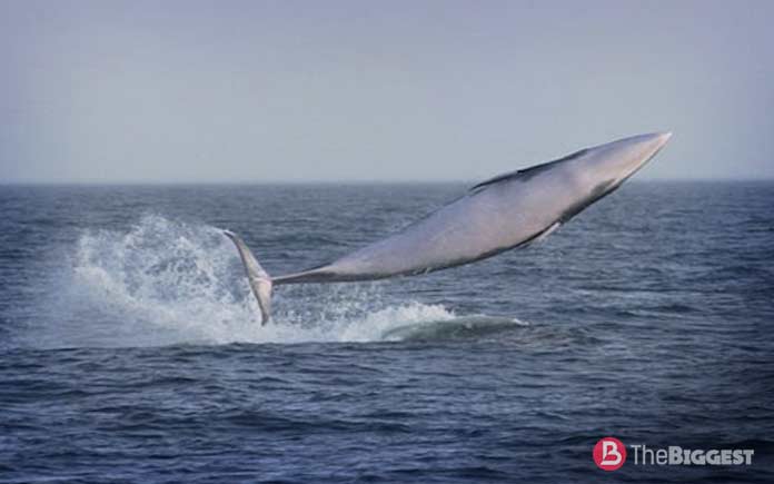 Самые большие киты: Малый полосатик