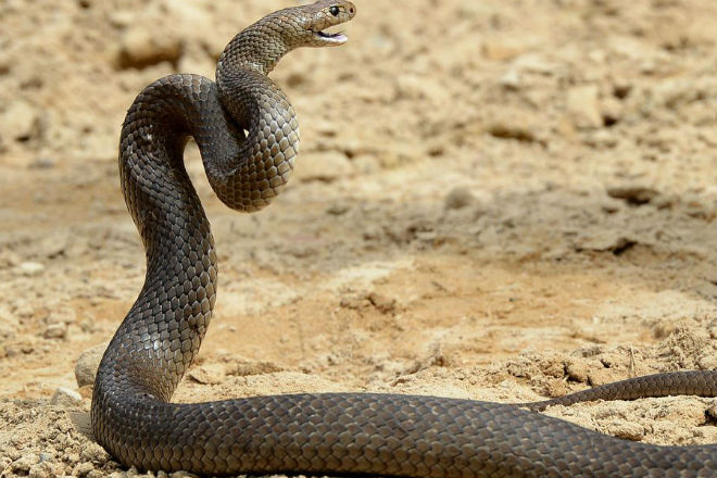 Корова: ученые назвали самое опасное существо Австралии Корова: ученые назвали самое опасное существо Австралии австралия