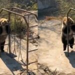 Танцующая медведица в Китае стала героиней в Сети