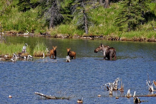 Занимательная Аляска Занимательная Аляска