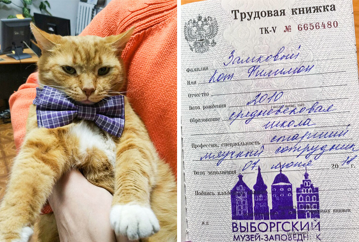 Коты, которые трудятся, несмотря на то что у них лапки супер