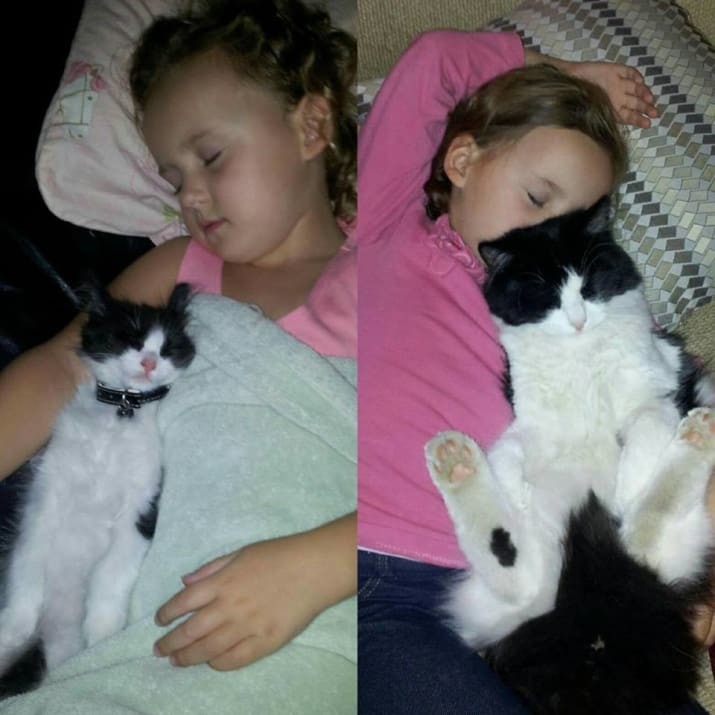 Немного о дружбе до и после, животные, коты, кошки, мило, питомцы, сравнение, фото