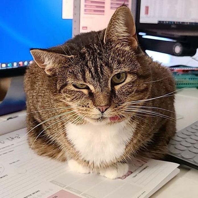 Без кота и жизнь не та