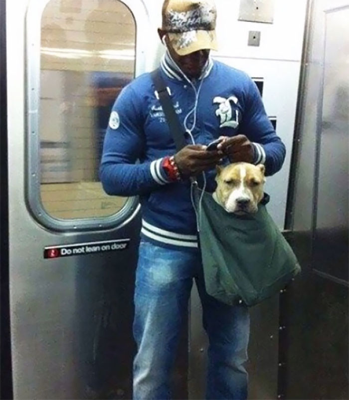 The New York Subway System Bans Canines Unless They Can Fit In A Small Bag, So This Guy Trained His Pit-Bull To Calmly Sit In His Small Bag