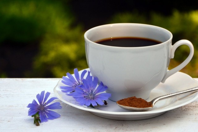 Цикорий — сорняк, который заменит кофе и поможет похудеть лекарственные растения,народная медицина,похудение,сад и огород,цикорий