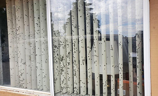 Люди заметили у соседей множество мух на стекле и решили выяснить, что там происходит