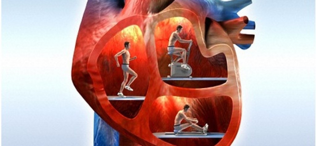 Гид по сердцу: признаки болезней, как лечить, как предотвратить, как спастись в сложной ситуации болезни,здоровье,медицина,сердечно - сосудистые заболевания