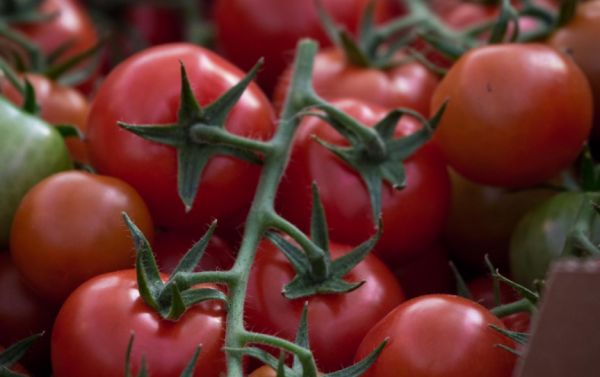 С начала 2022 года в Крыму собрали более 800 тонн томатов