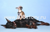 Какая собака лучше?