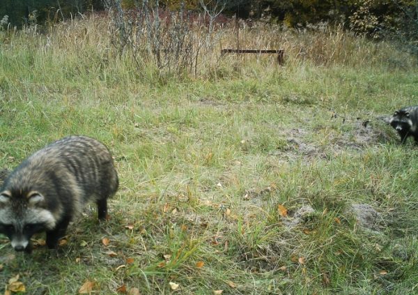 Мужчина установил фотоловушки возле Чернобыля. Камера зафиксировала невероятное!