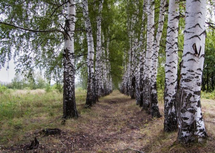 Деревья, которые помогут очистить выгребную яму на даче