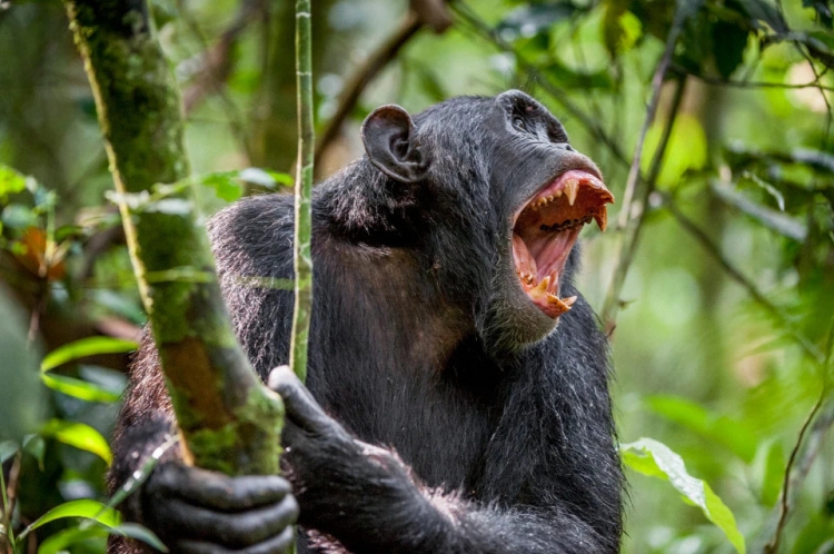 В Уганде шимпанзе объявили войну людям