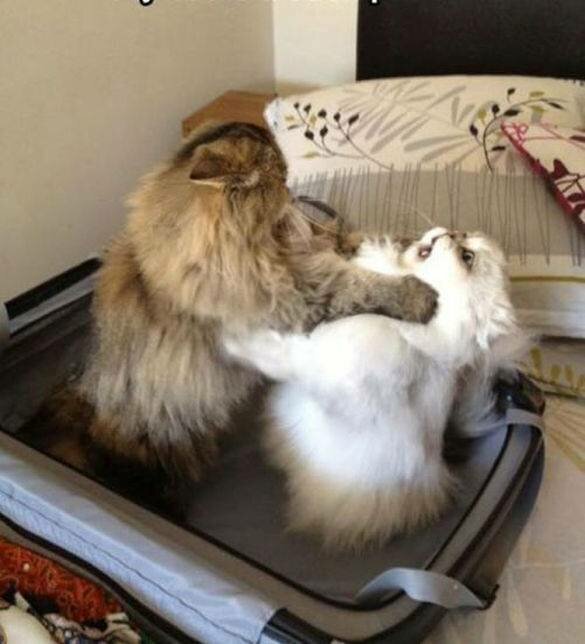 Как кошка с кошкой коты, подборка, разборка