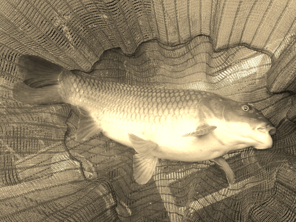 Уженье сазанов. Часть вторая