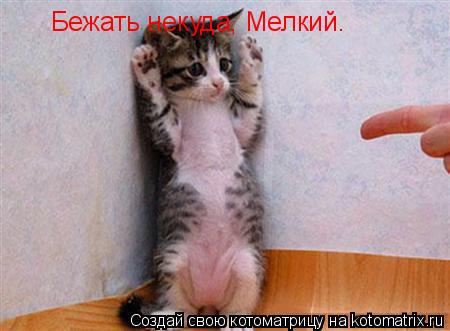 Уфф!!! Ну наконец-то! Котоматрицы великолепные, каждая с доброй улыбкой!!!
