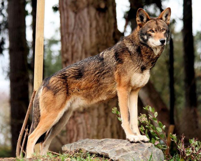 Красный волк  (горный) : описание вида, численность. Проблема сохранения популяции