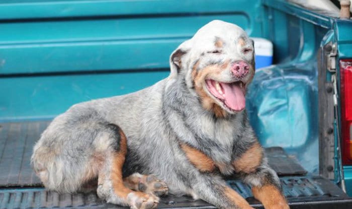 Vitiligo Animal