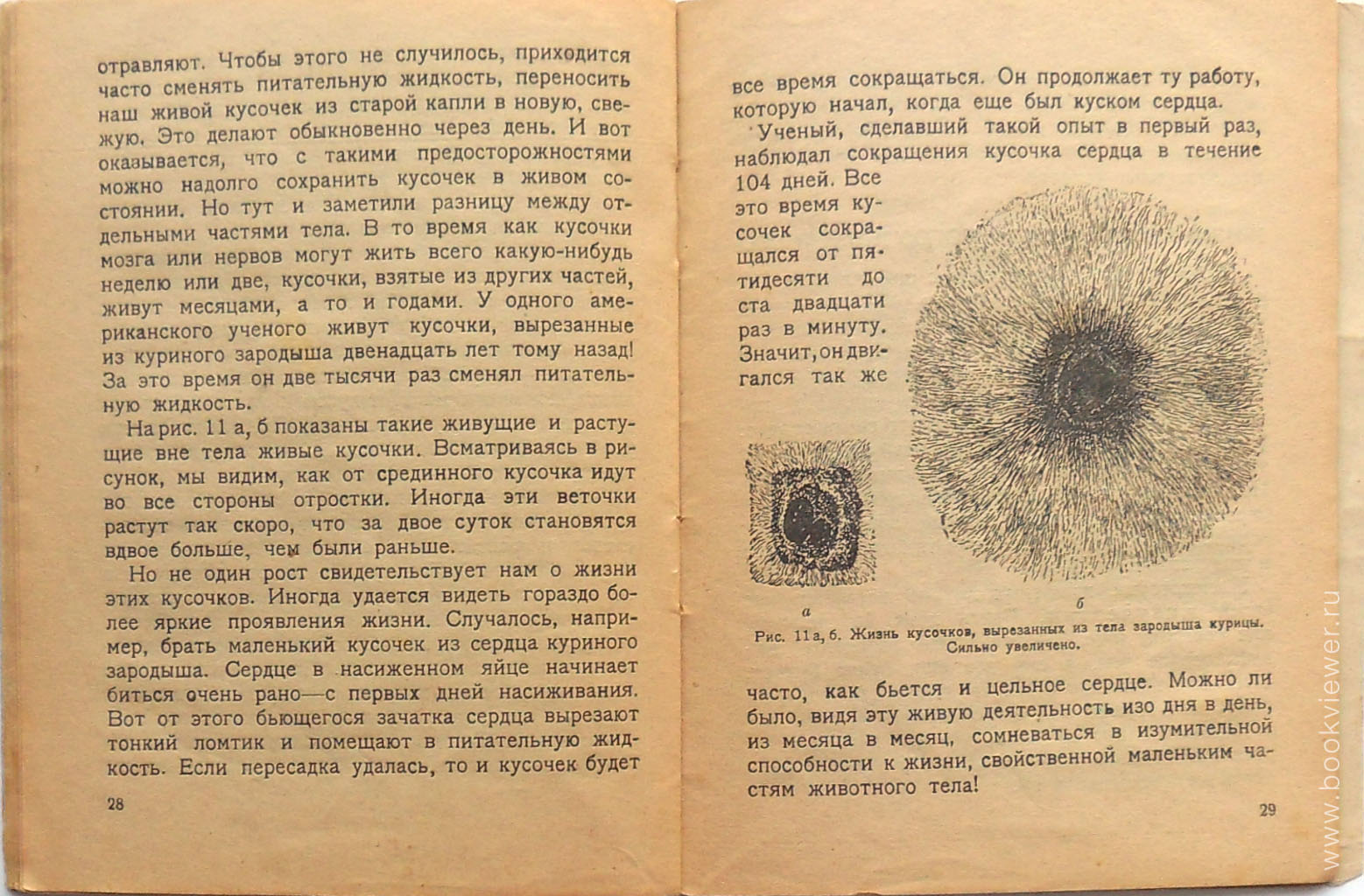 Смерть и Оживление 