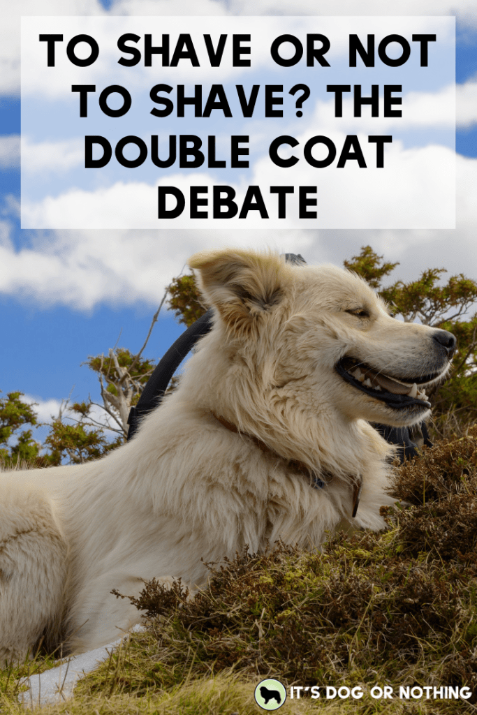 It's that time of year—should you shave your double-coated dog or not? There's a lot to consider before making that decision.
