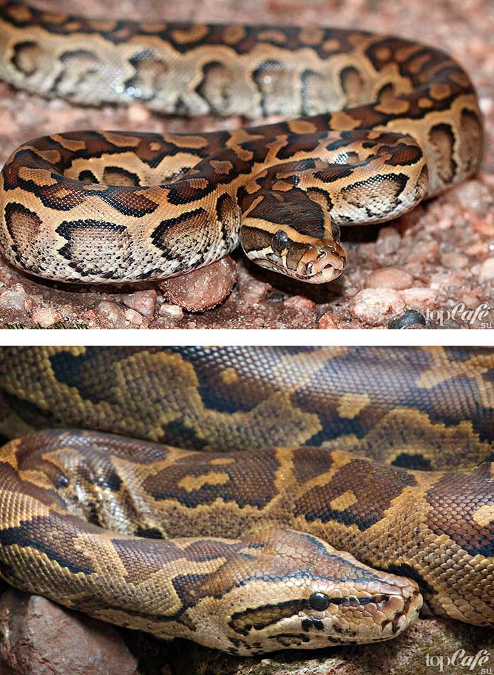 Иероглифовый питон