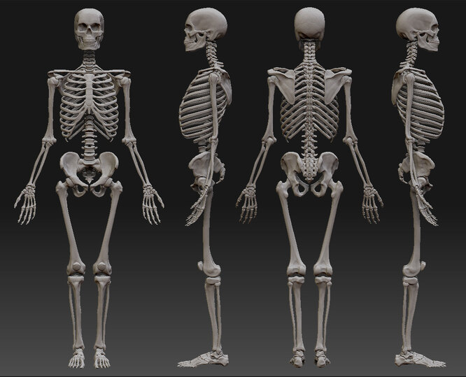 Кому принадлежит рекорд по переломам: 9 занимательных фактов о человеческом скелете человека, о скелете, факты, фактов, про скелет, кость, кости, костей, организма, в целом, интересные, которые, только, который, и скелете, о костях, каждый, пожалуй, рекорд, в мужском