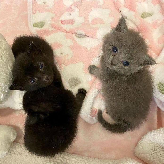 Без кота и жизнь не та