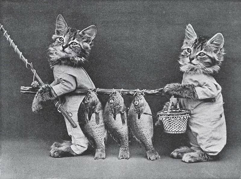Фотографии котов, которые удивляют публику не одно столетие! животные,кошки,фотография