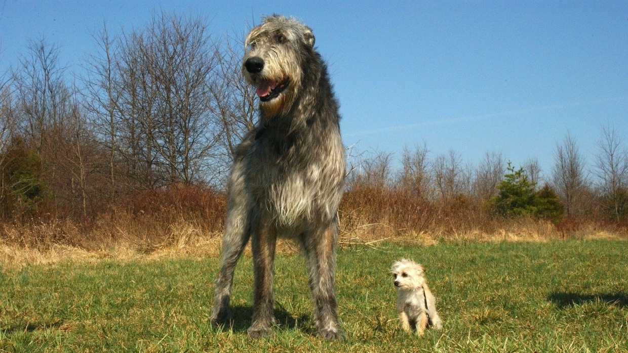 Огромная собака с косматой жесткой шерстью и большим сердцем
