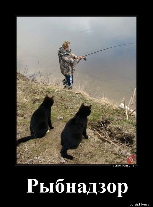 Демотиваторов порция 