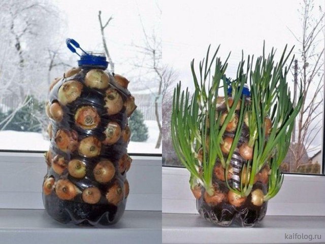 Приколы про лук Приколы про лук