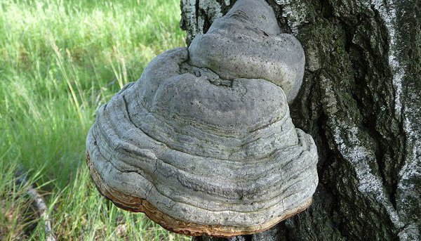 Порошок гриба-польза и применение в народной медицине