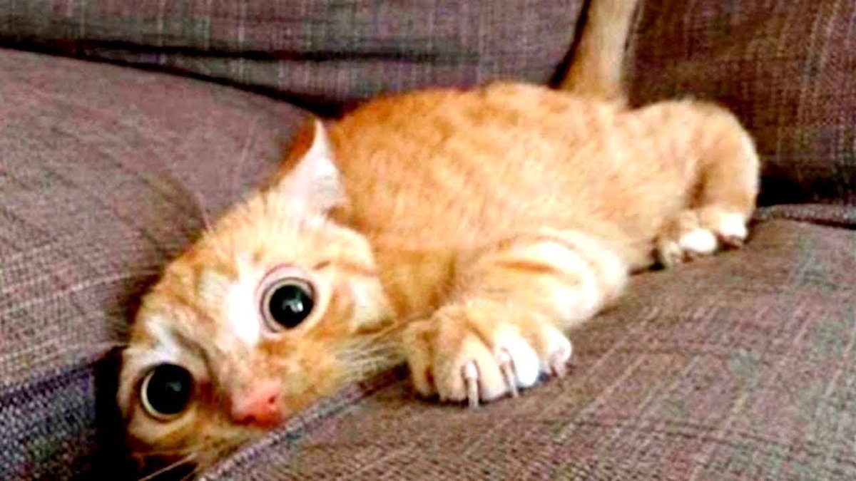Кот боится