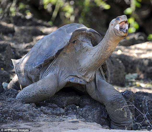 Гигантская черепаха острова Пинта Галапагосы, австралия, животные, интересно, мадагаскар, познавательно, редкие животные, эндемики
