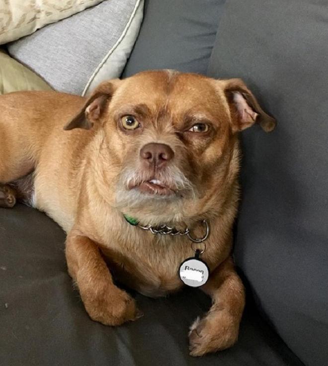 Пес на диване