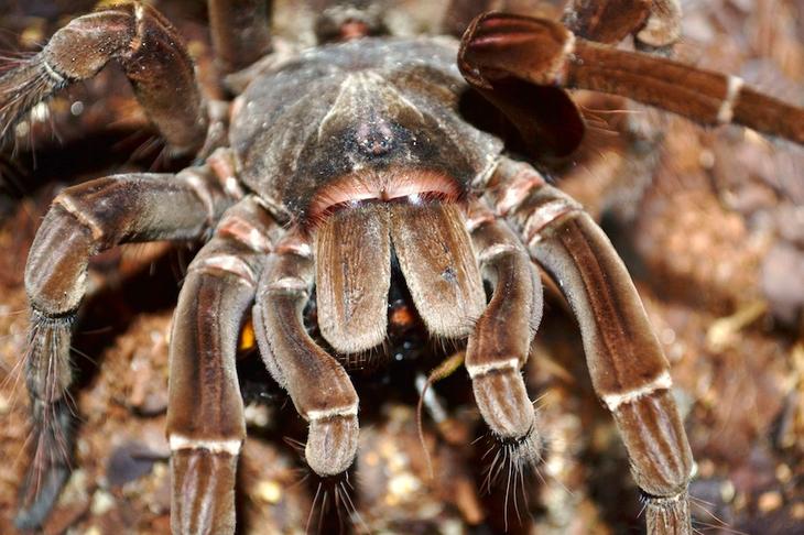 8 необычайно огромных насекомых планеты животный мир,насекомые