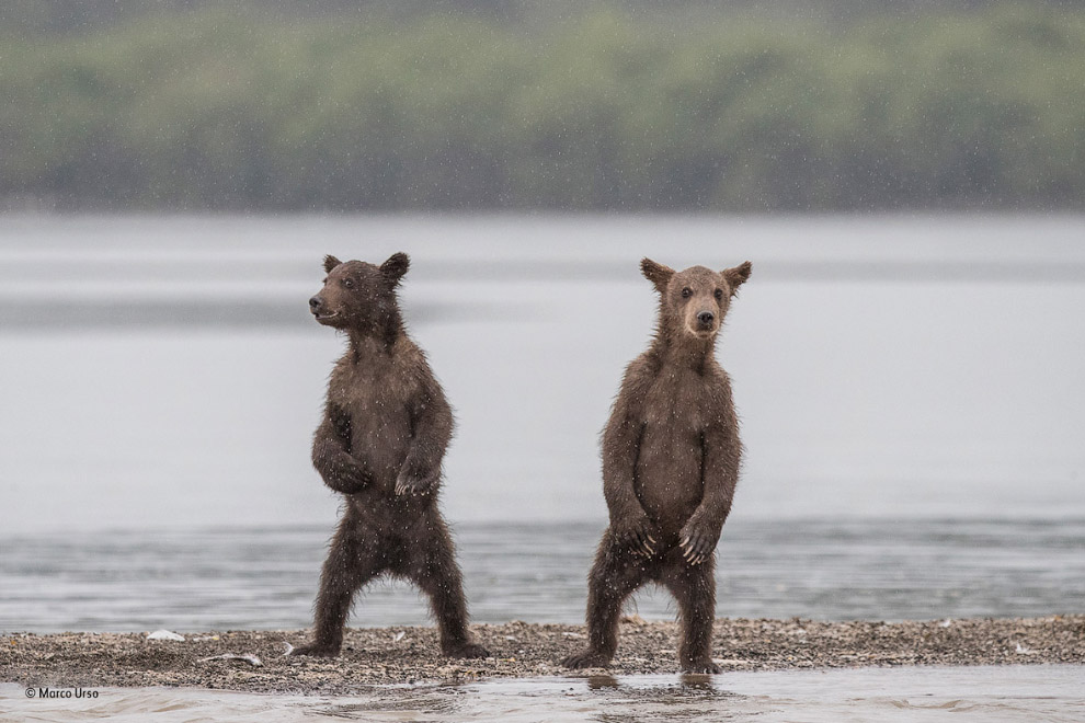 Любопытные медведи на Камчатке