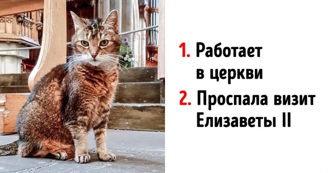 Коты, которые трудятся, несмотря на то что у них лапки супер