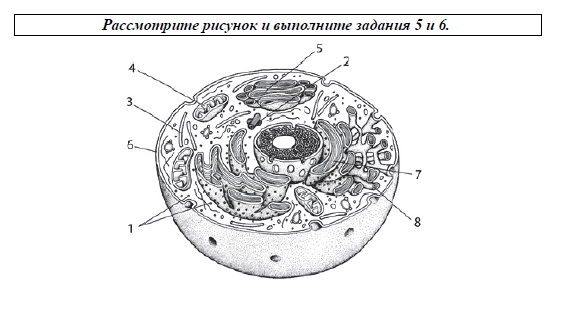ЕГЭ по биологии-2026: что изменилось, за что отнимают баллы и как подготовиться к экзамену части, биологии, заданий, входит, система, необходимо, задания, Количество, подготовки, ответ, история, всего, методы, также, Также, нужно, первичный, этого, потом, экзамена