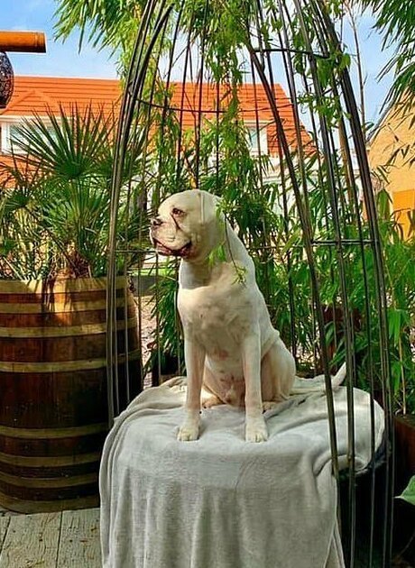 Любящий муж создал для жены райский остров на заднем дворе 