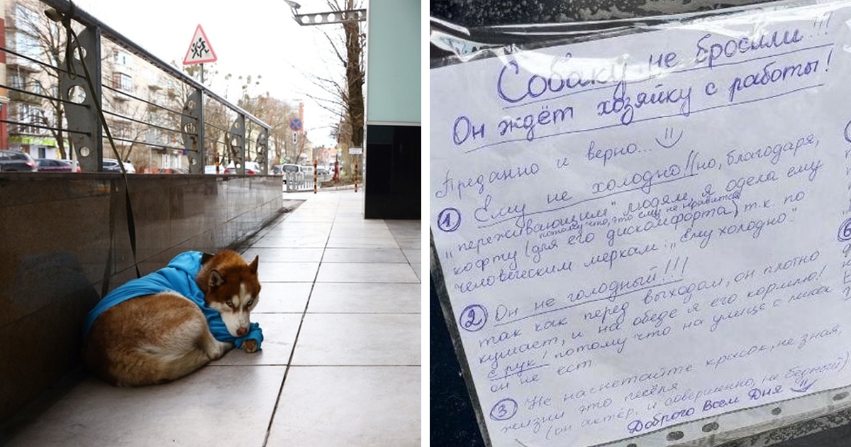 В Калининграде возле ТЦ сидела собака в свитере — прохожие забеспокоились, но появившаяся записка всё объяснила