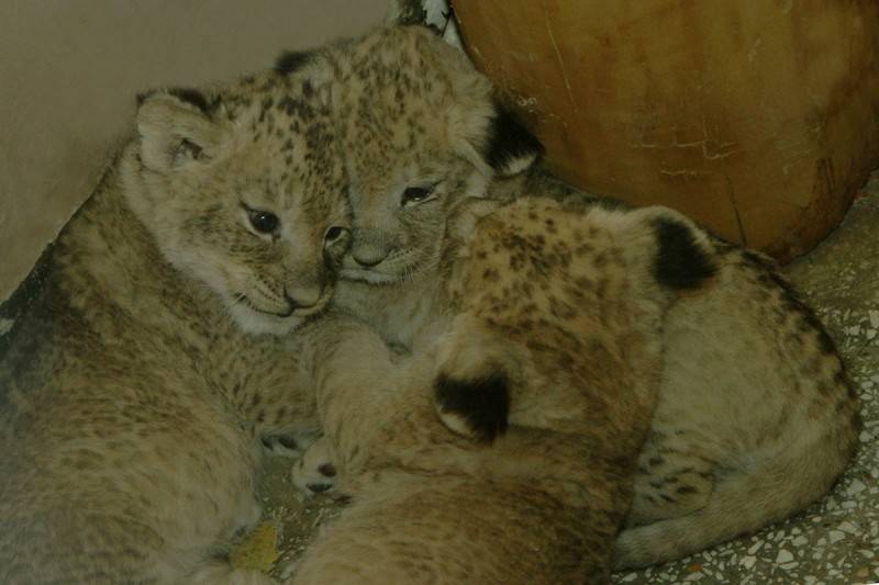 В зоопарке Екатеринбурга родились три львенка