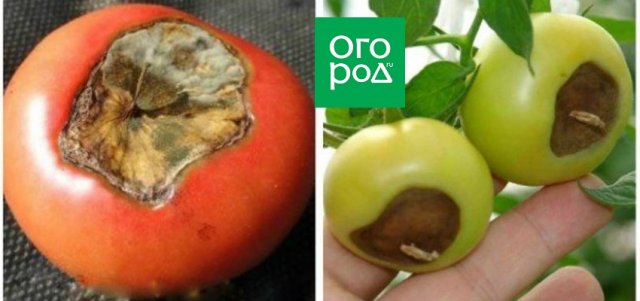 Болезни томатов: 5 самых распространенных дача,сад и огород,советы огороднику
