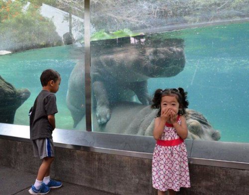 Забавные фотографии из зоопарков