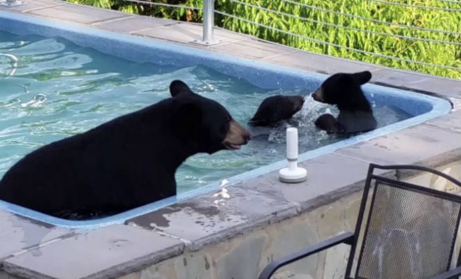 Медведи забрались в бассейн