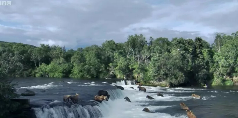 Крутое видео о том, как рыбачат медведи