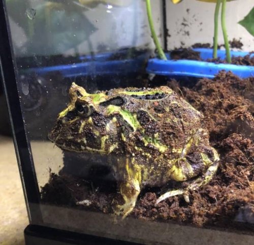 Не все в качестве домашних питомцев держат кошек и собак 