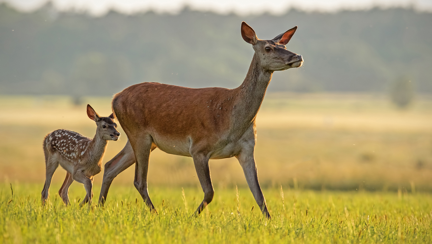 Школа выживания: как звери и птицы обучают своих детенышей Школа выживания: как звери и птицы обучают своих детенышей детенышей, часто, чтобы, можно, уроки, учатся, шимпанзе, обезьяны, матери, Молодые, запоминают, животном, группы, когда, создают, самки, начинают, социального, взрослых, взрослые