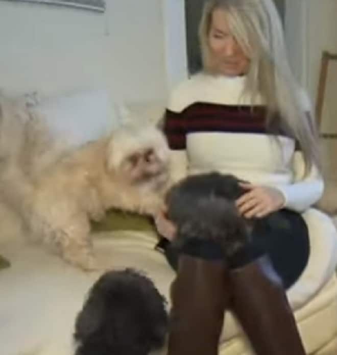 Три собаки и женщина