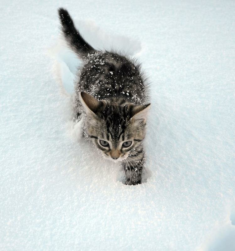 Включи зимнее. Кот в снегу. Котенок в снегу. Котенок в сугробе. Котята зимой.