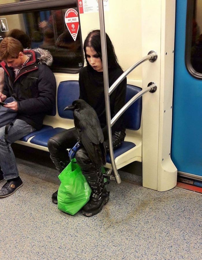 Just A Girl And Her Raven On The Subway